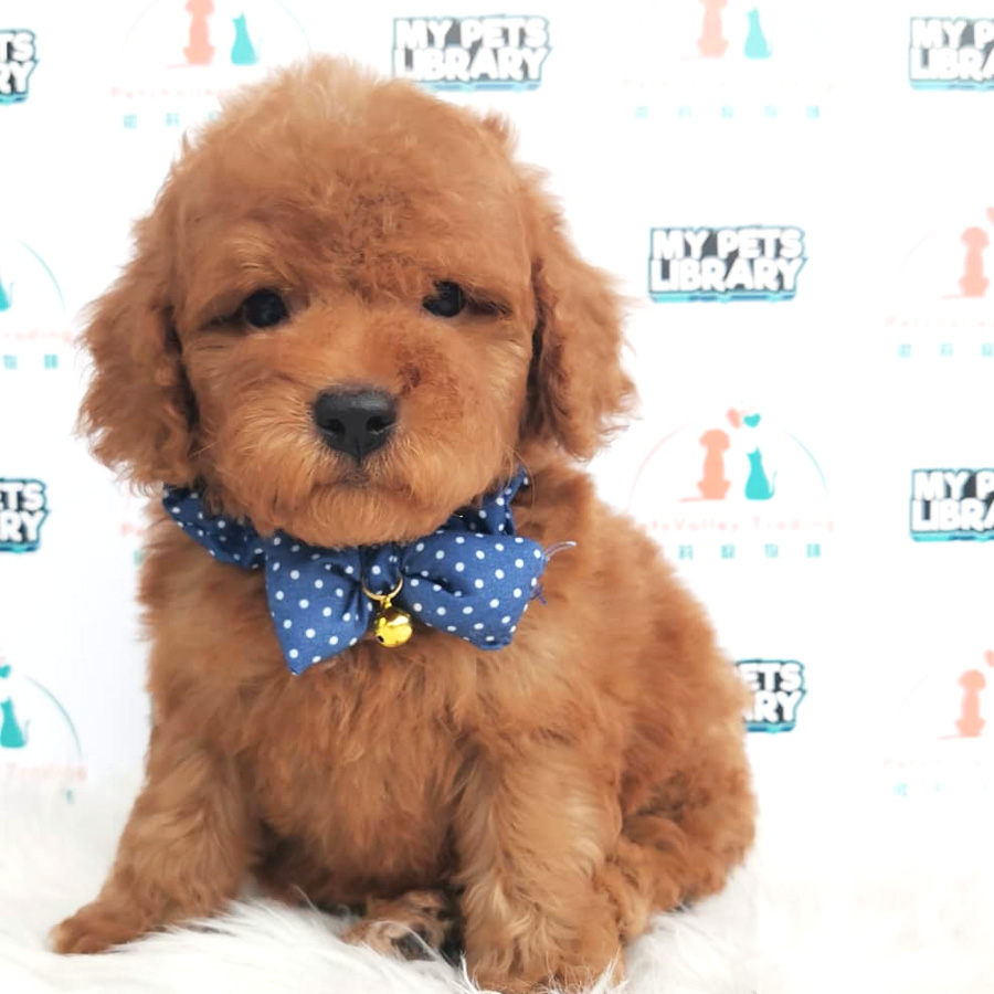 Toy Poodle Puppy (Male) For Sale