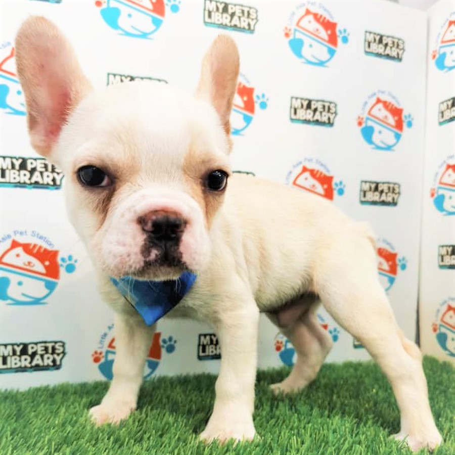 French Bulldog (Male) For Sale