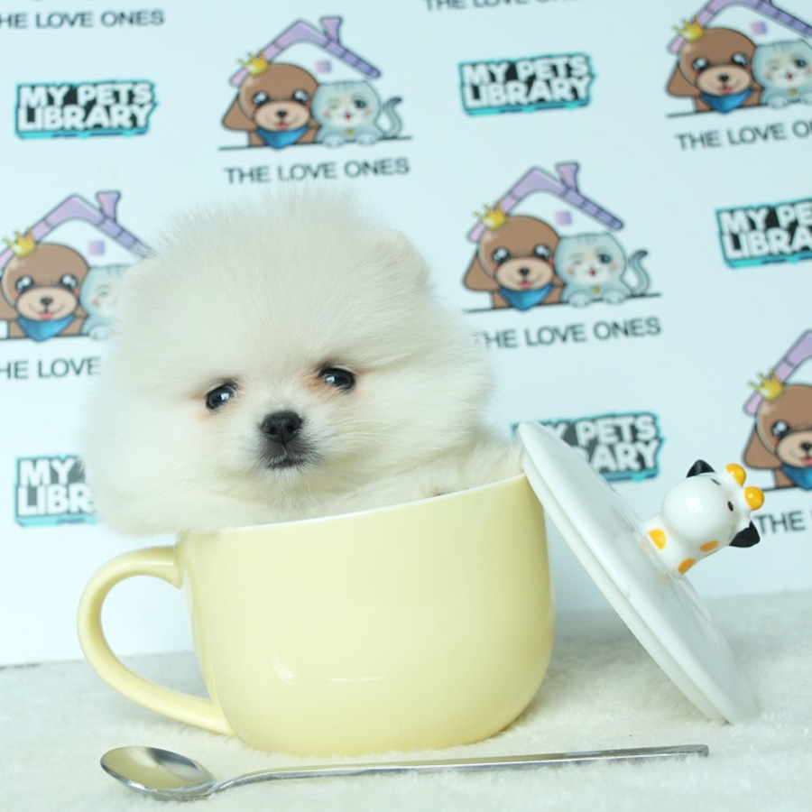 Teacup Pomeranian Puppy (Female) For Sale