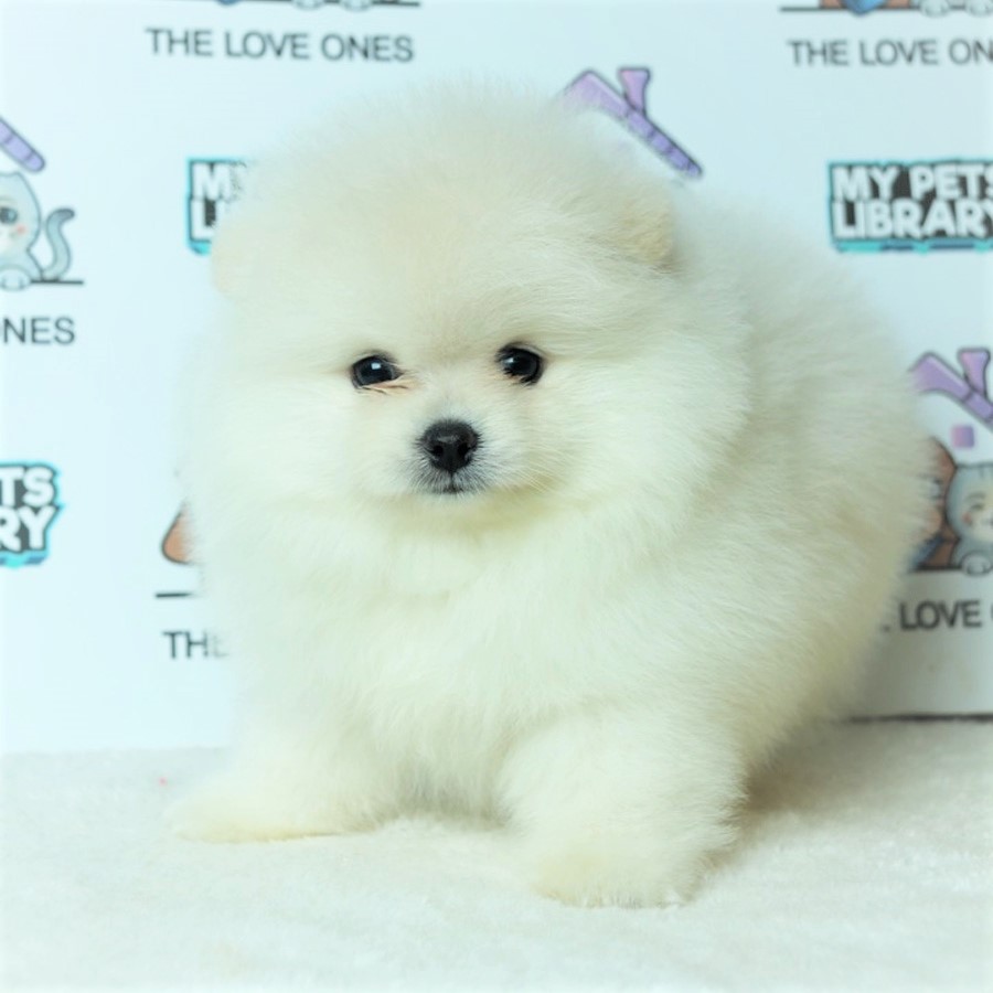 Pomeranian Puppy (Male) For Sale