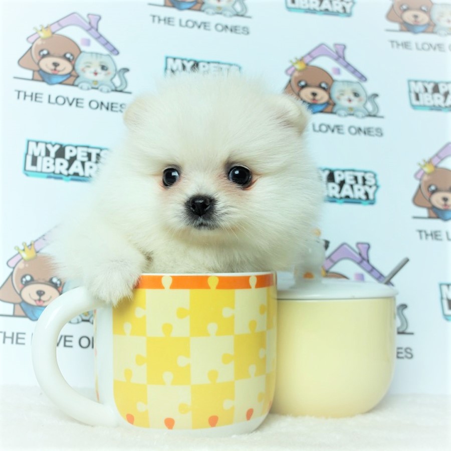 Teacup Pomeranian Puppy (Male) For Sale
