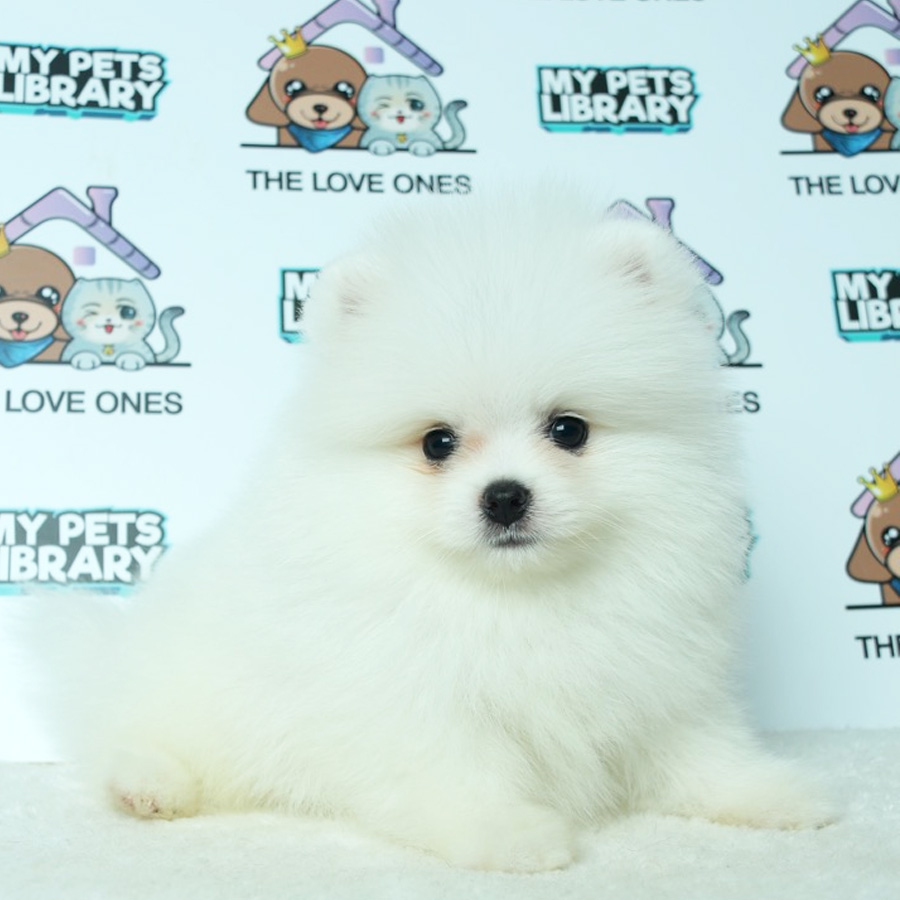 Pomeranian Puppy (Male) For Sale