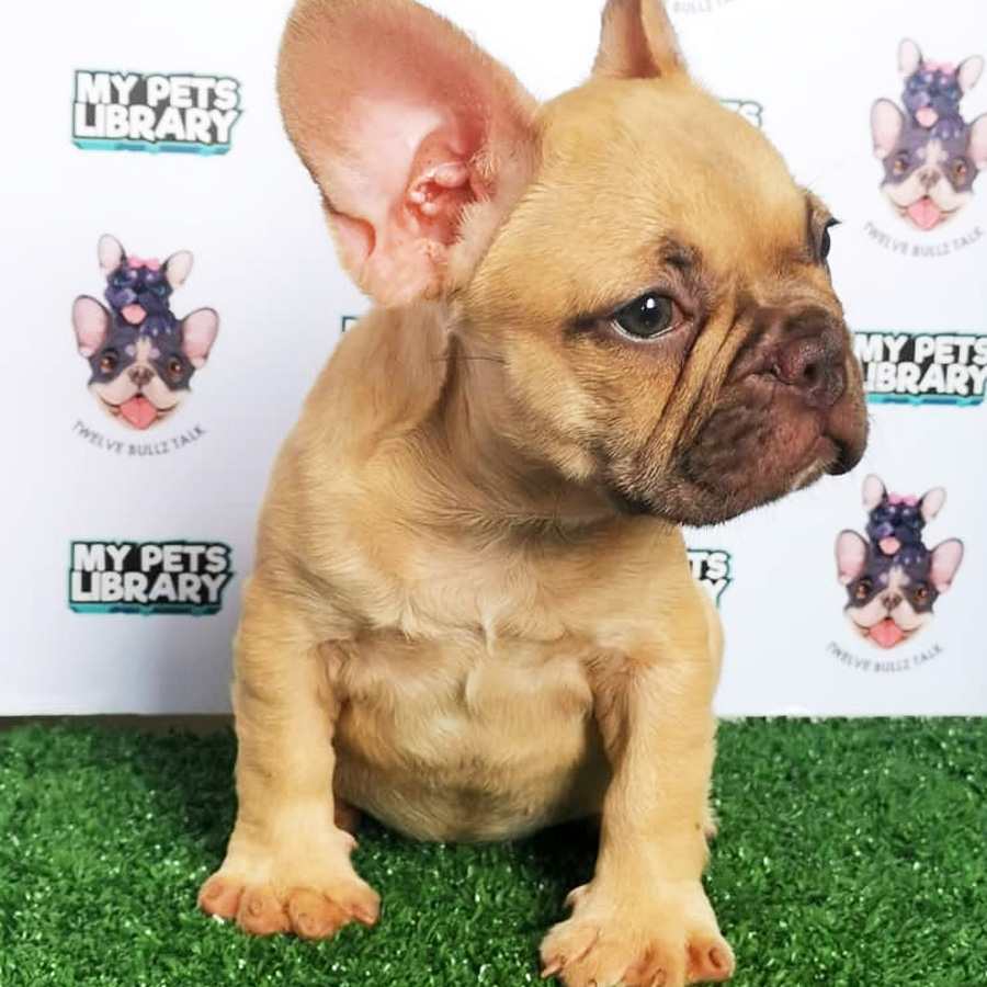 French Bulldog Puppy (Male) For Sale