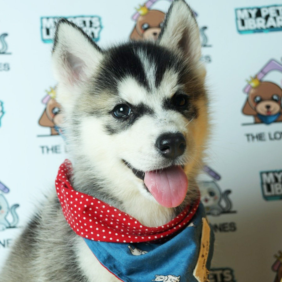 Wooly Husky Puppy (Male) For Sale