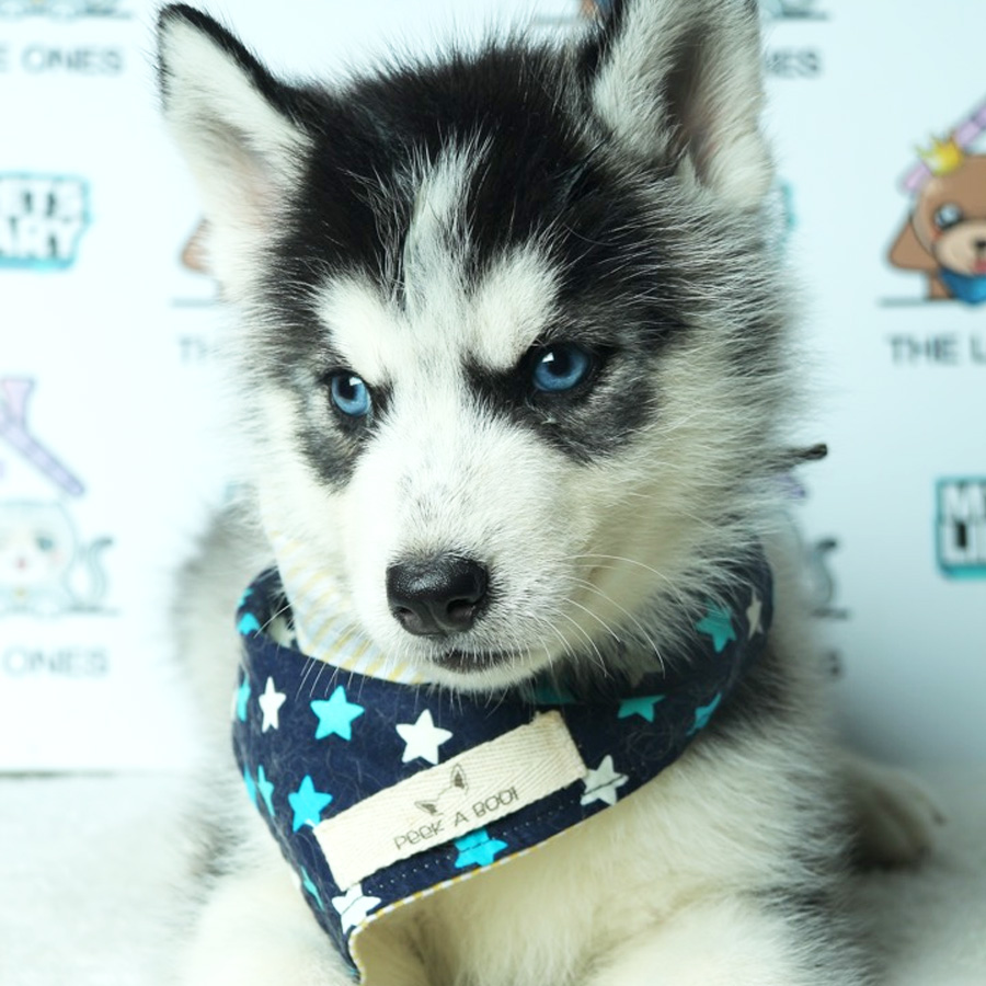 Wooly Husky Puppy (Female) For Sale