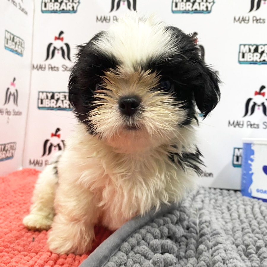 Shih Tzu Puppy (Male) For Sale