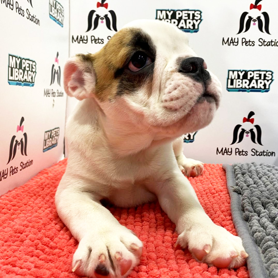 English Bulldog Puppy (Male) For Sale