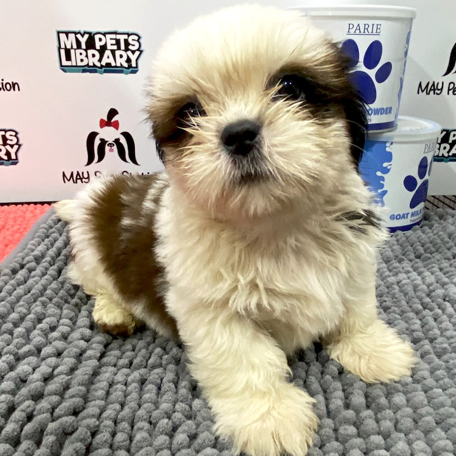 Shih Tzu Puppy (Male) For Sale