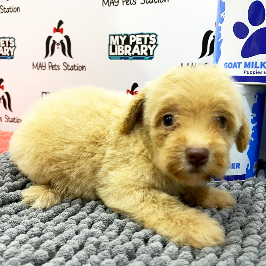 Tiny Toy Poodle Puppy (Female) For Sale