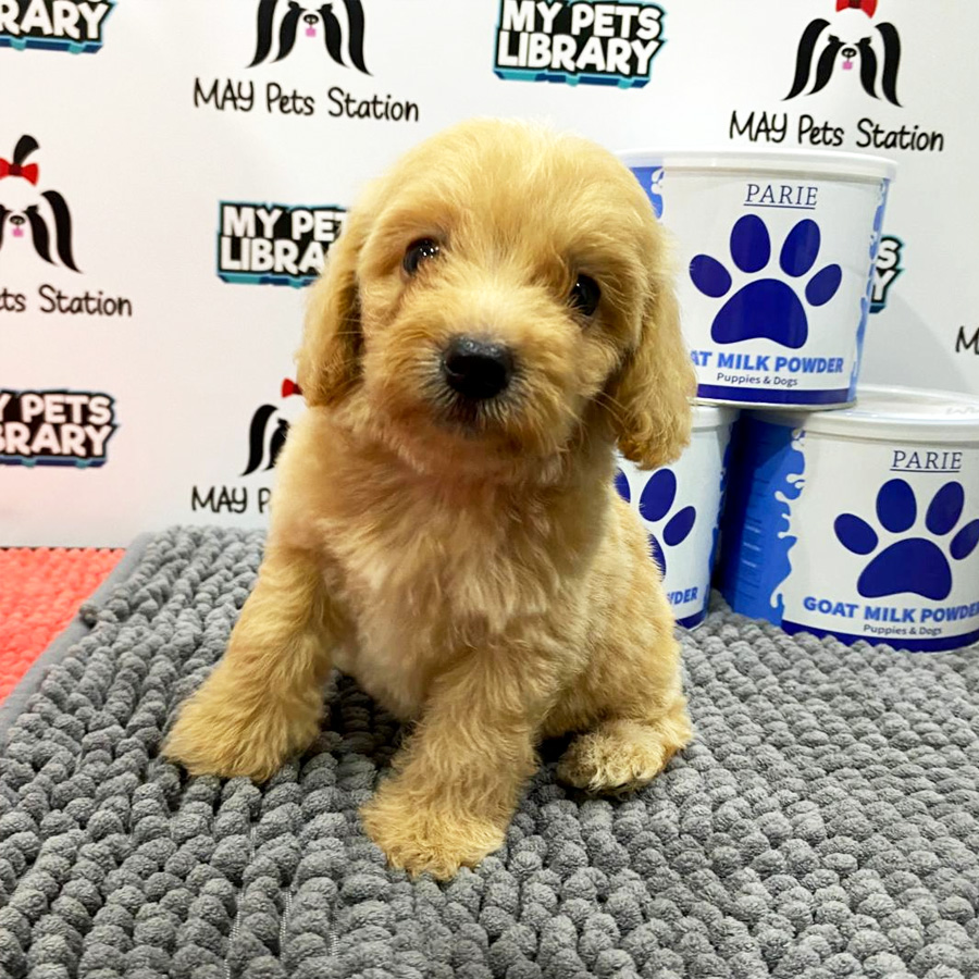 Toy Poodle Puppy (Female) For Sale