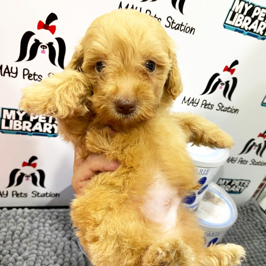 Toy Poodle Puppy (Male) For Sale