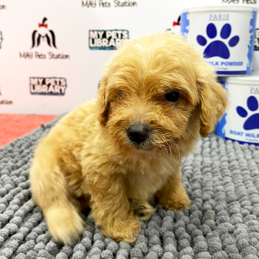 Tiny Toy Poodle Puppy (Female) For Sale