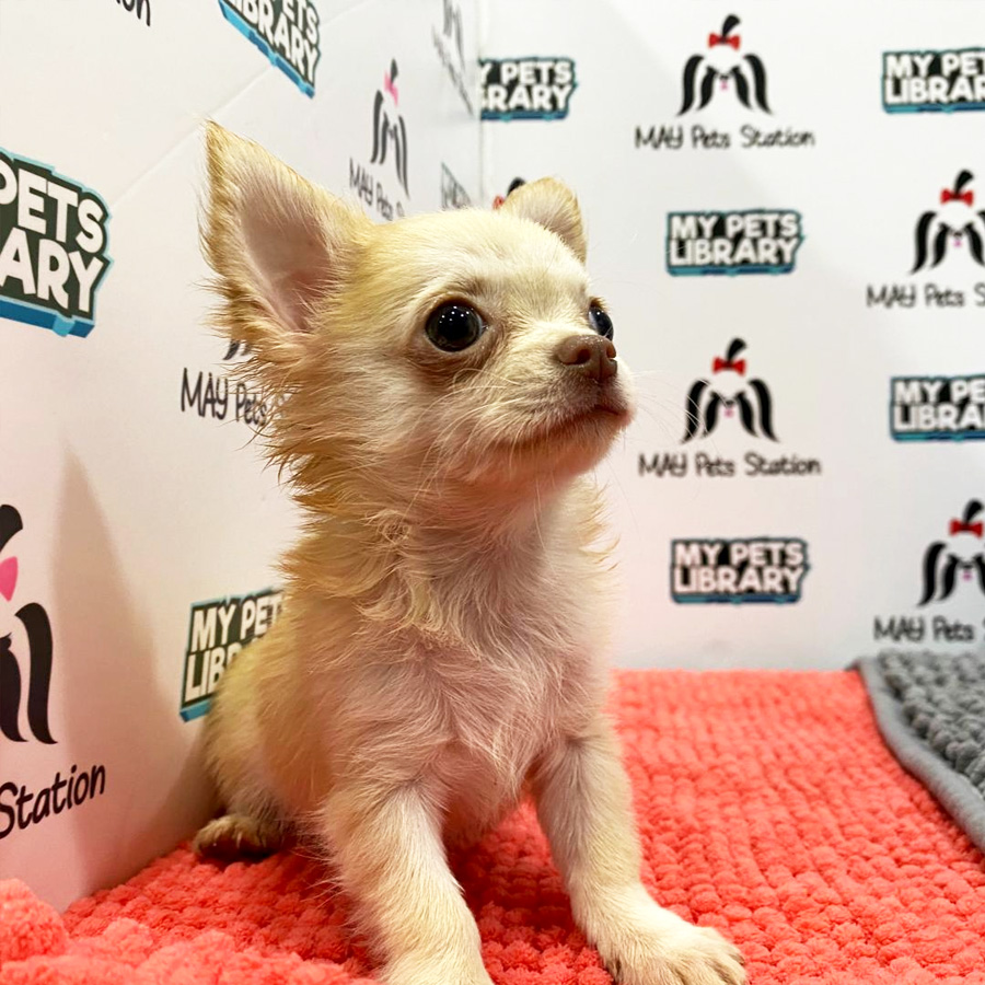Chihuahua Puppy (Female) For Sale