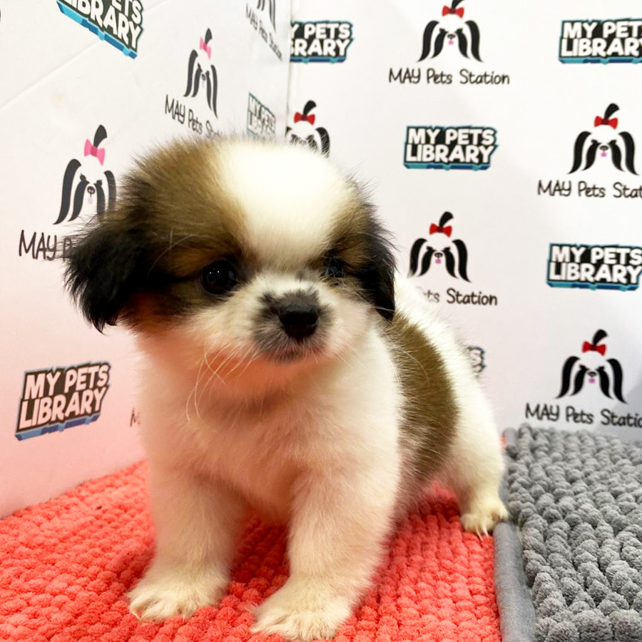 Pekingese Mix Shih Tzu Puppy (Female) For Sale