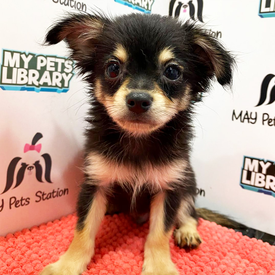 Chihuahua Puppy (Male) For Sale