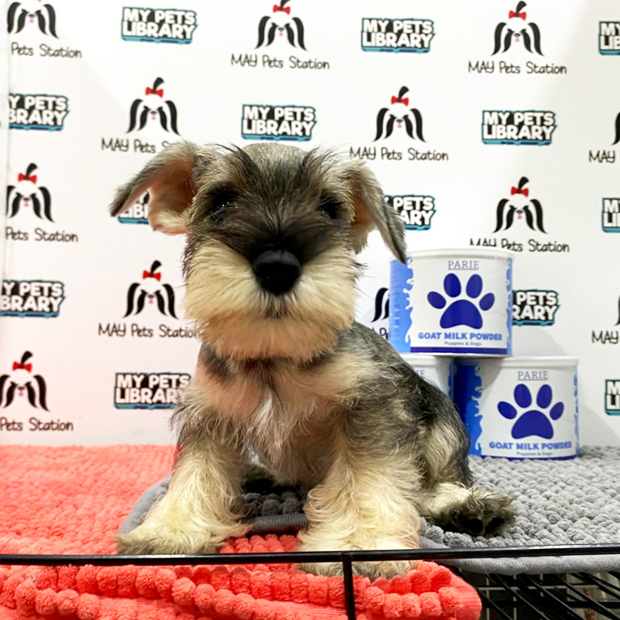 Schnauzer Puppy (Male) For Sale