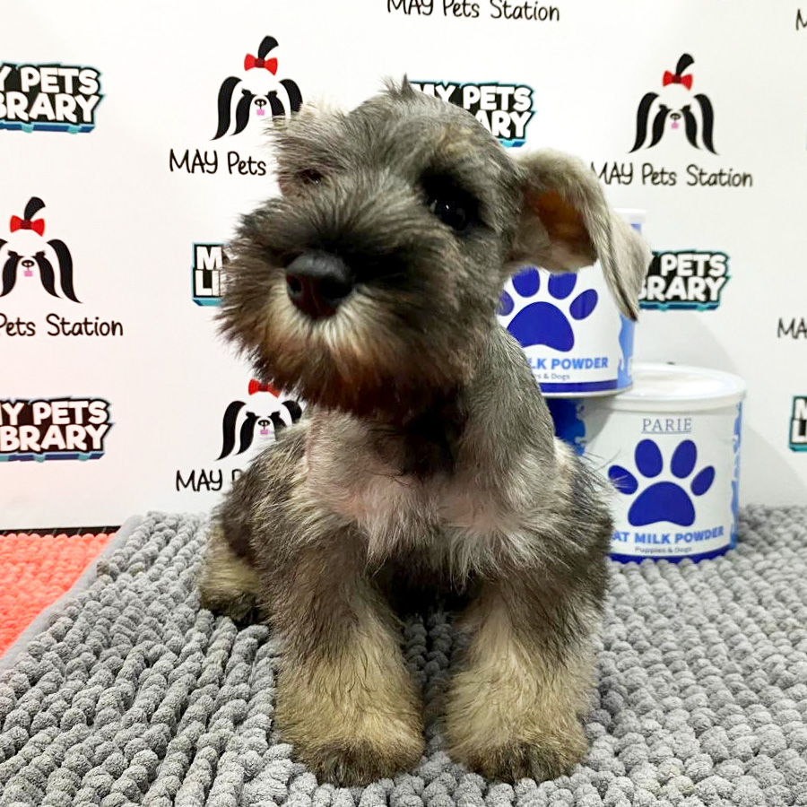 Schnauzer Puppy (Male) For Sale