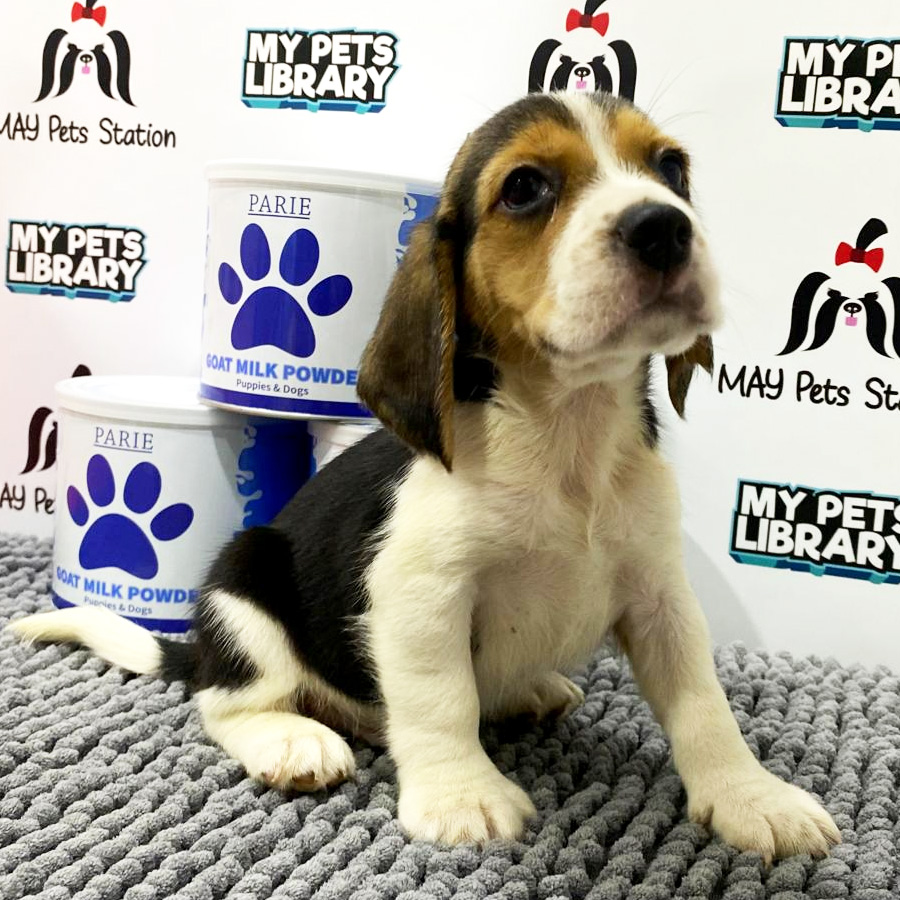 Beagle Puppy (Male) For Sale