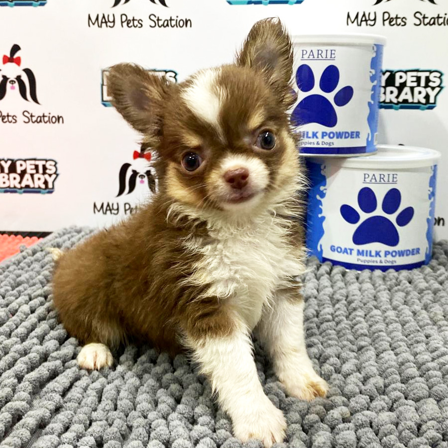 Chihuahua Puppy (Male) For Sale