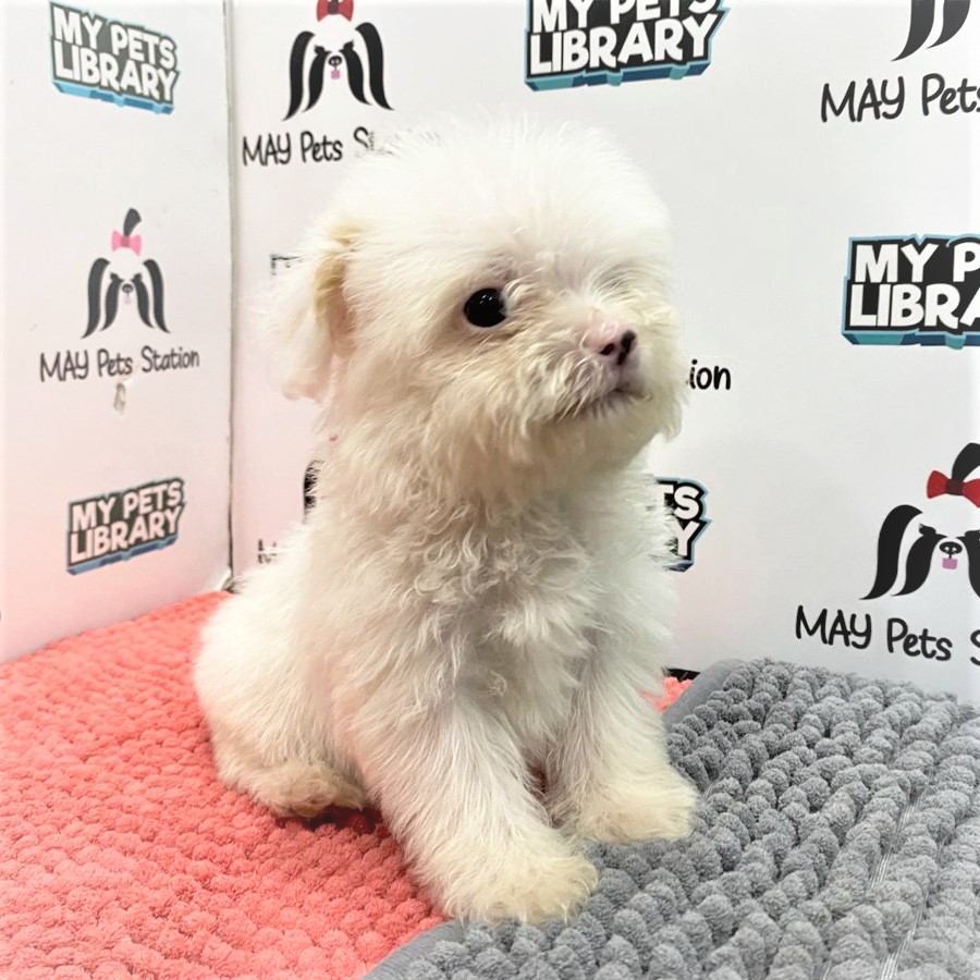 Maltipoo Puppy (Male) For Sale