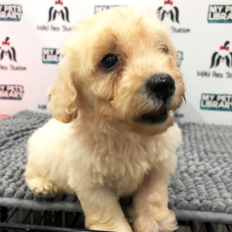 Tiny Toy Poodle Puppy (Male) For Sale