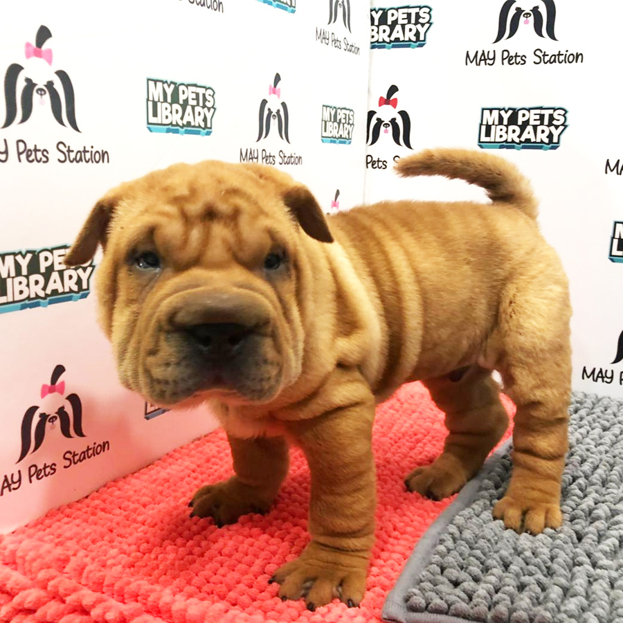 Shar Pei Puppy (Male) For Sale