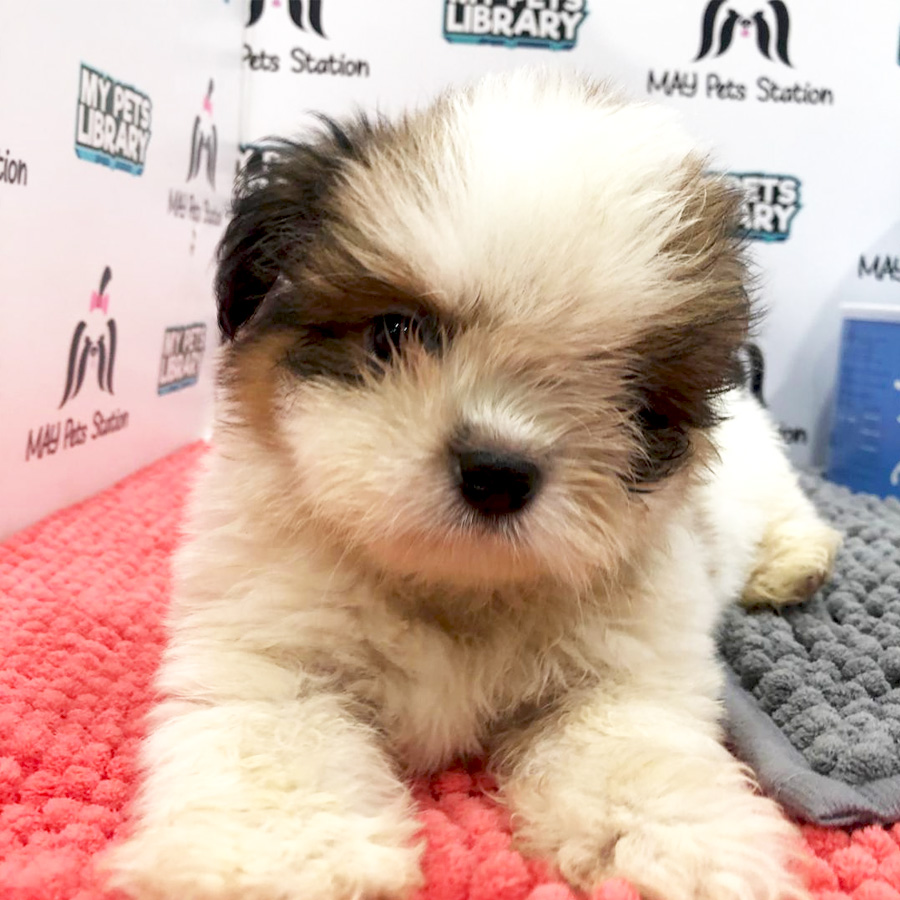 Shih Tzu Puppy (Female) For Sale