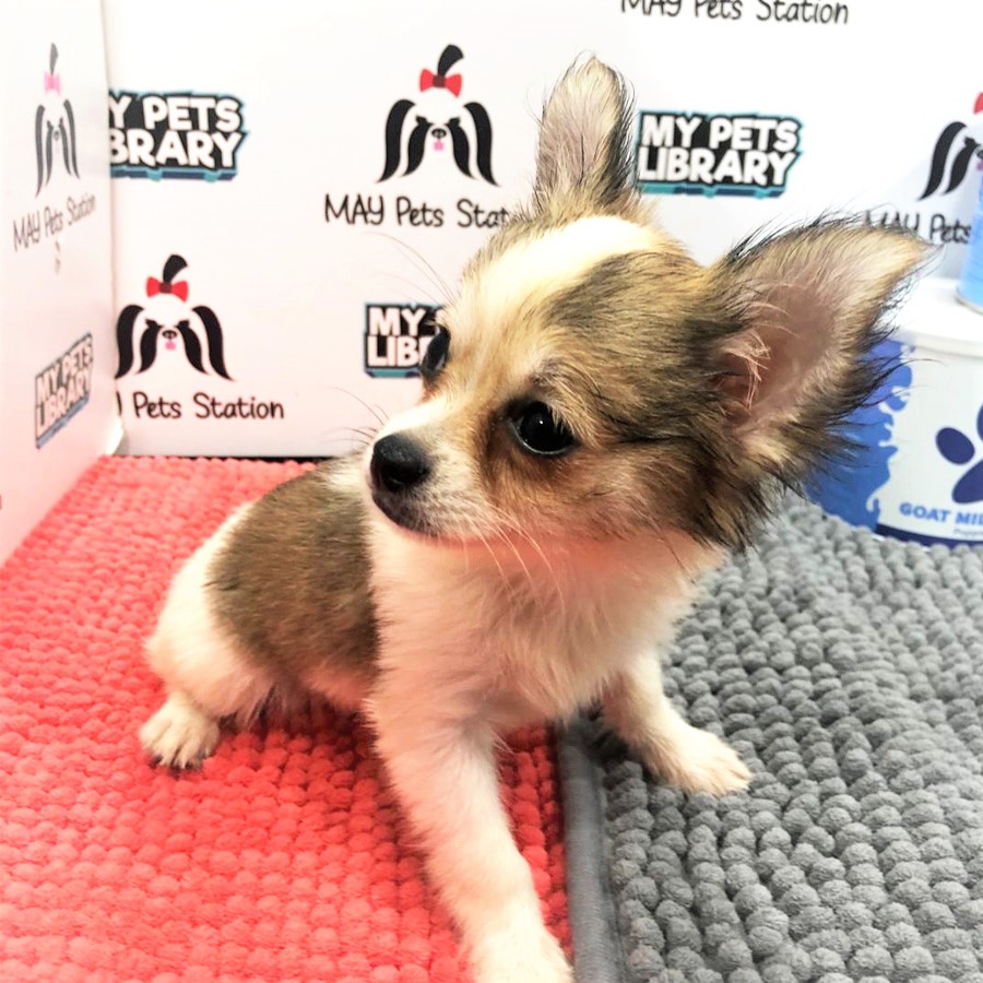 Chihuahua Puppy (Female) For Sale