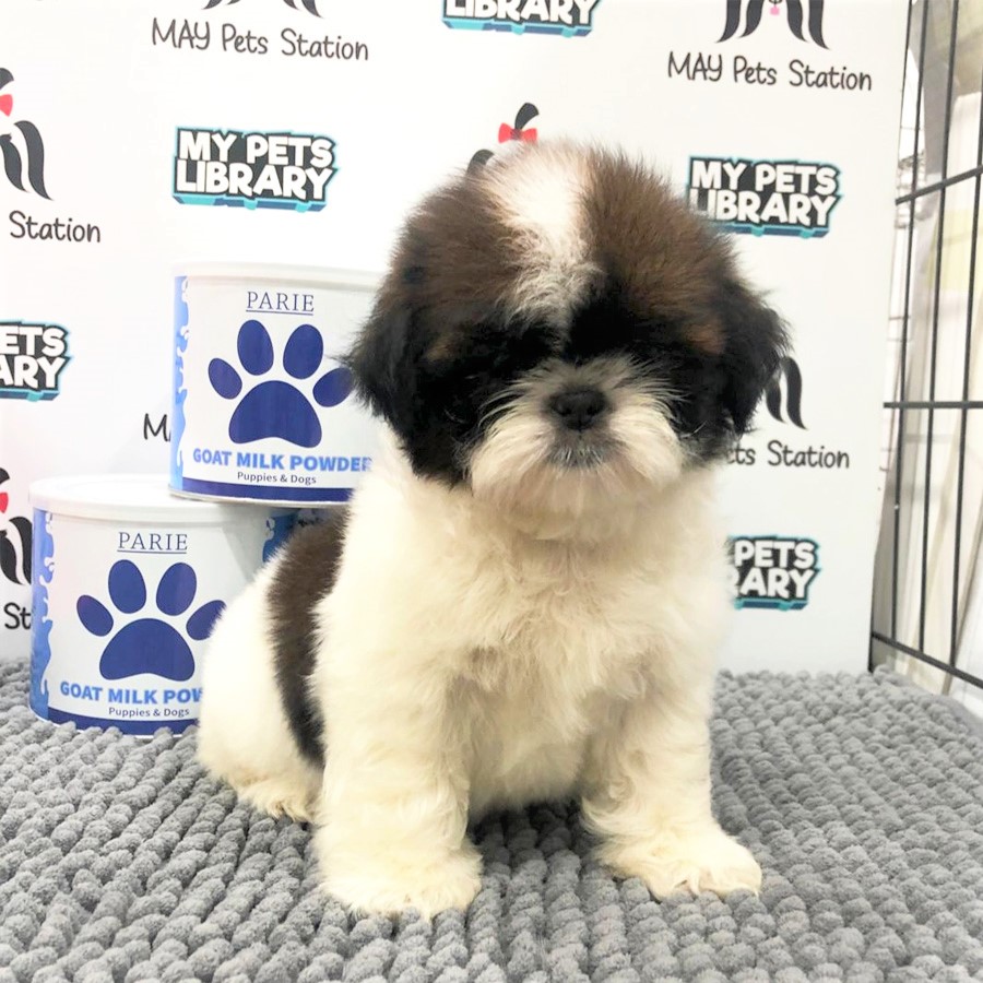 Shih Tzu Puppy (Female) For Sale