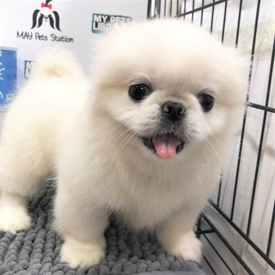 Pekingese Puppy (Female) For Sale