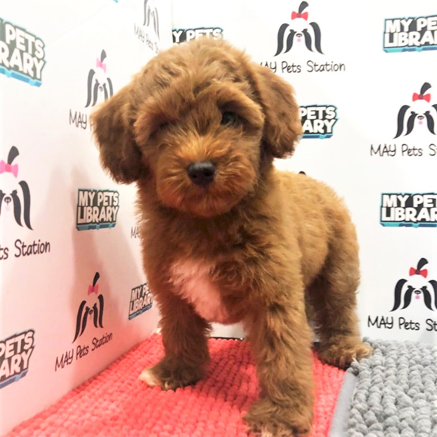 Miniature Poodle Puppy (Male) For Sale