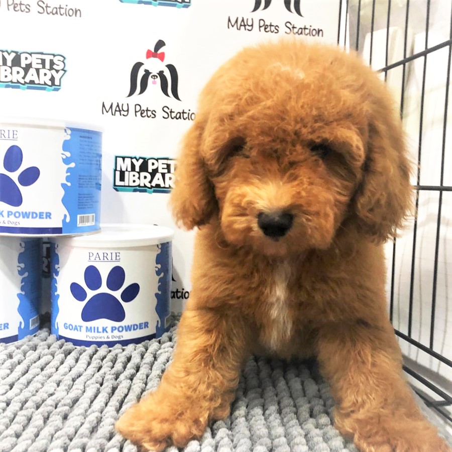 Miniature Poodle Puppy (Male) For Sale