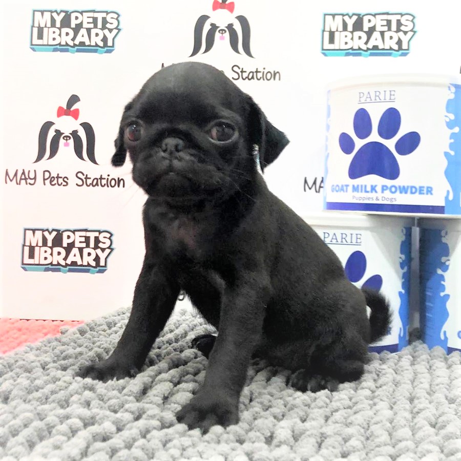 Pug Puppy (Female) For Sale