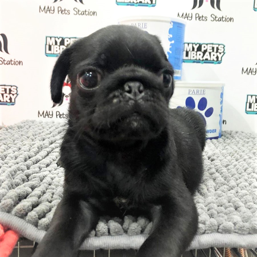 Pug Puppy (Male) For Sale