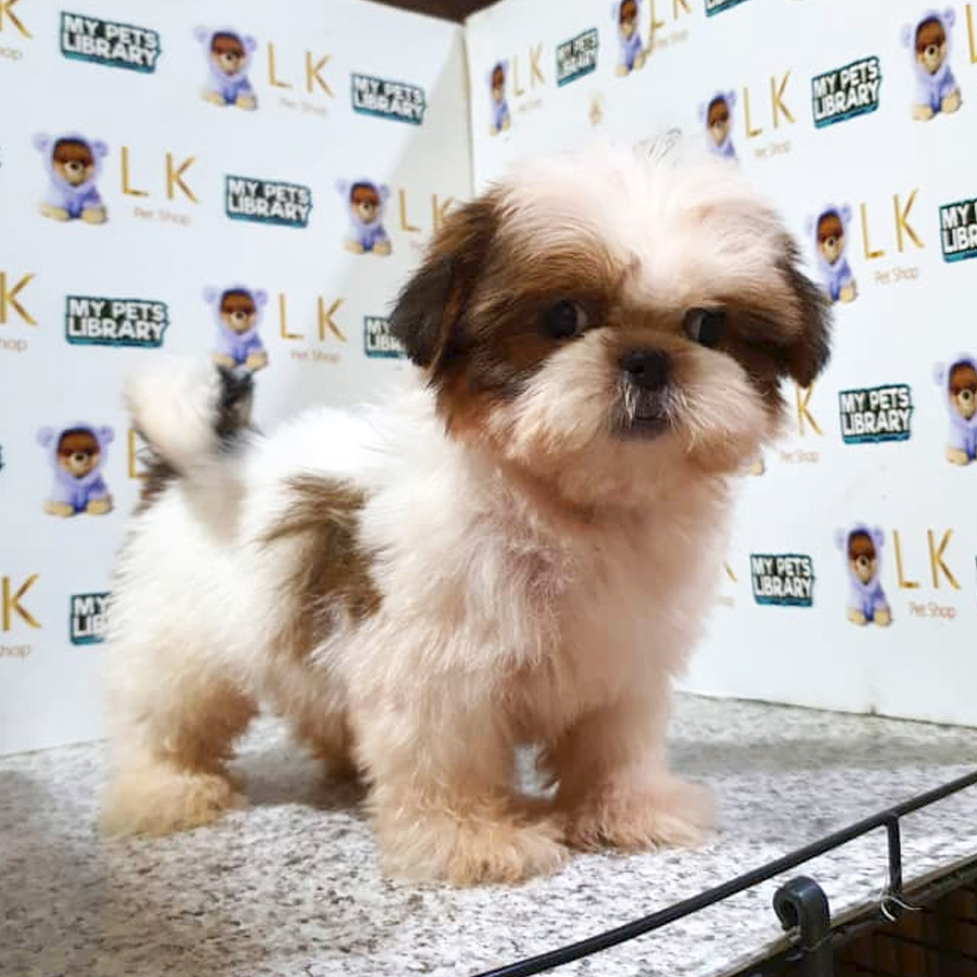Shih Tzu Puppy (Male) For Sale