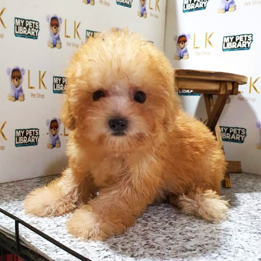 Toy Poodle Puppy (Male) For Sale