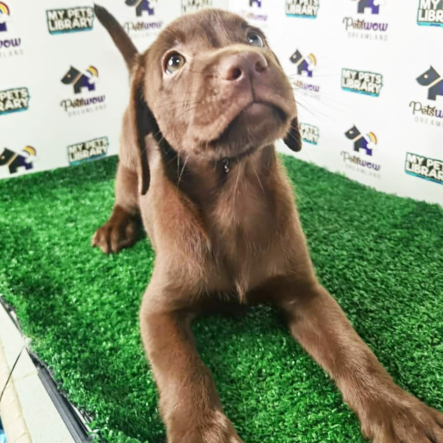Labrador Puppy (Male) For Sale