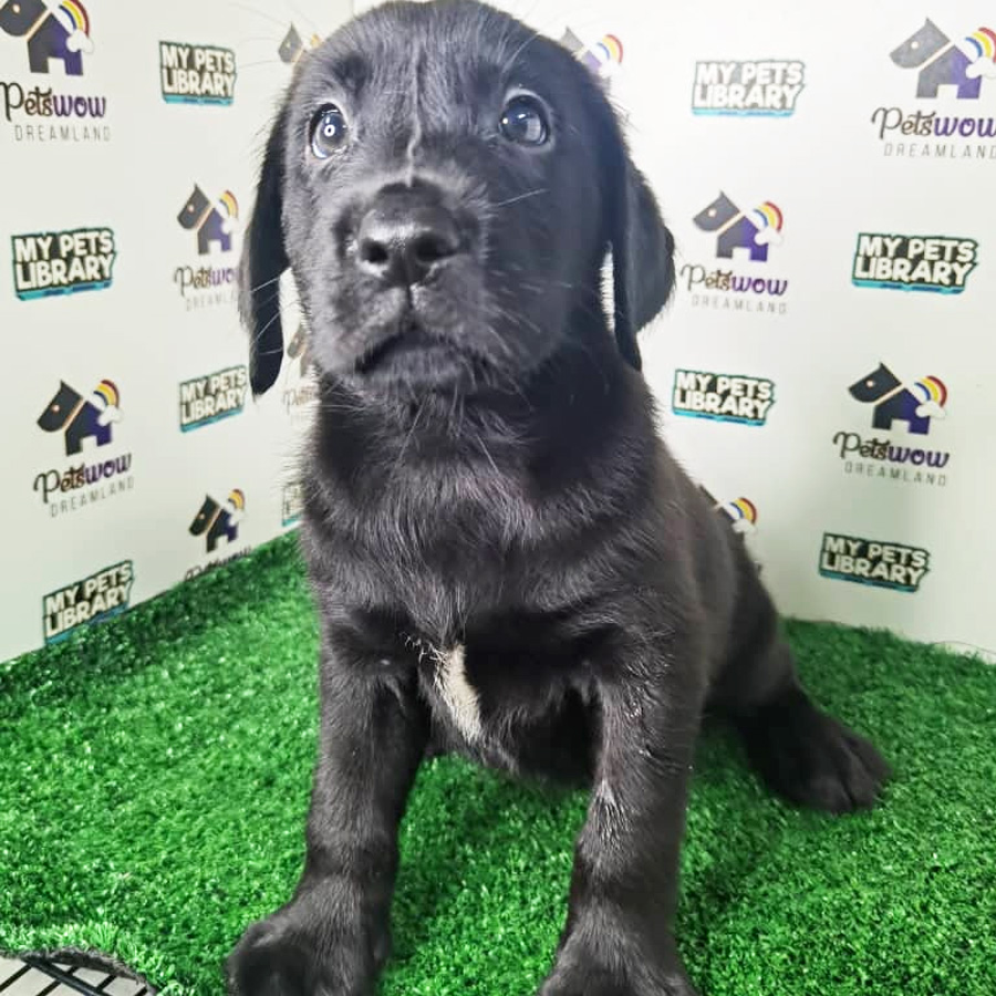 Labrador Puppy (Male) For Sale