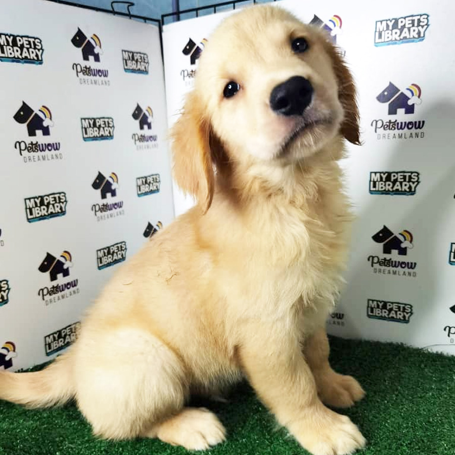 Golden Retriever Puppy (Male) For Sale