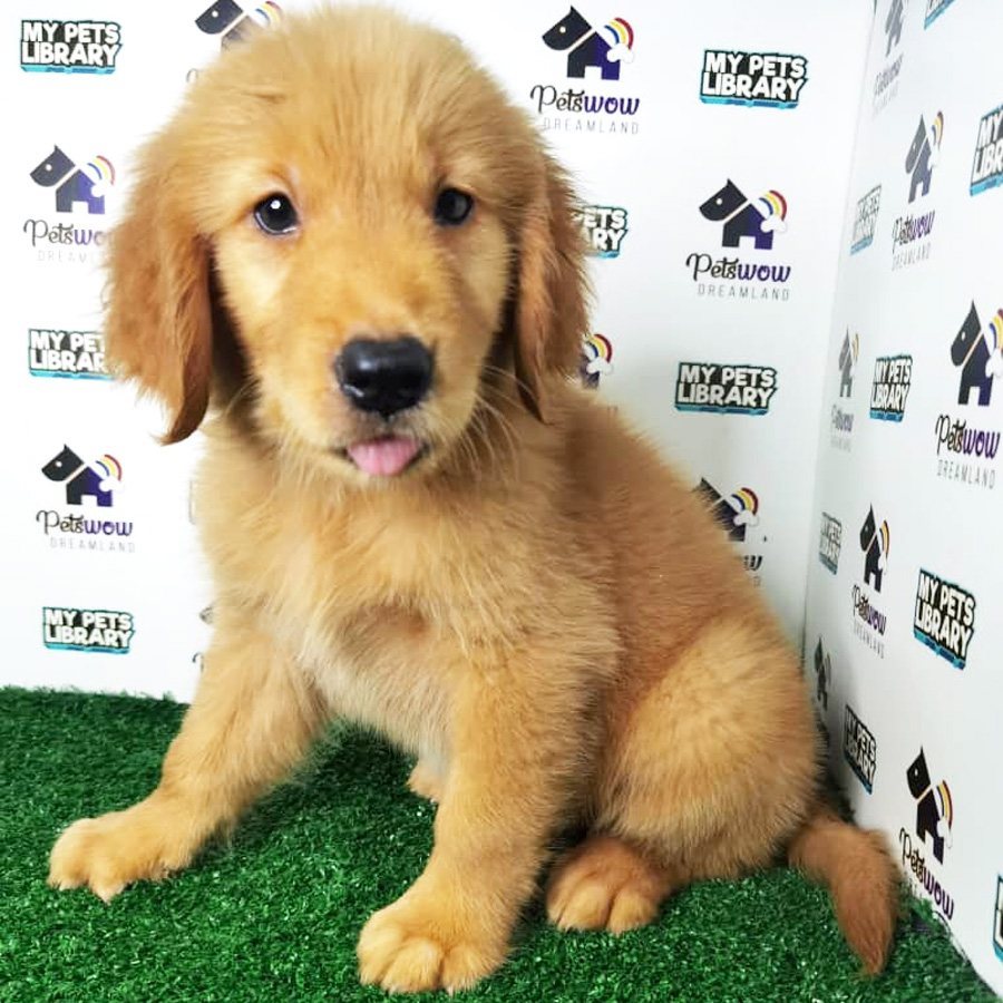 Golden Retriever Puppy (Male) For Sale