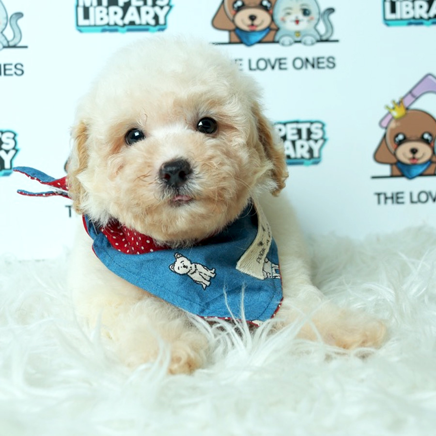 Toy Poodle Puppy (Male) For Sale
