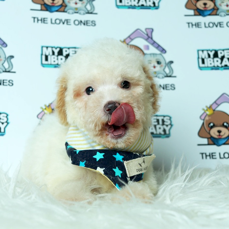 Toy Poodle Puppy (Male) For Sale