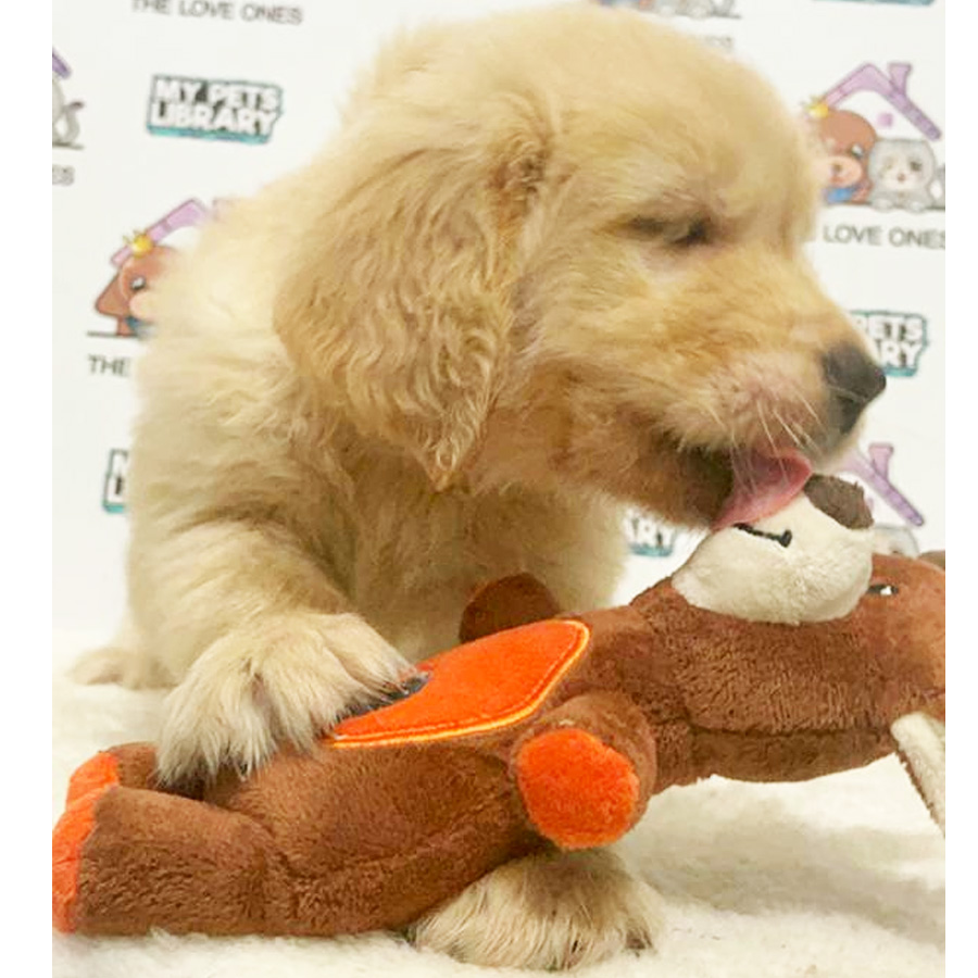 XXL MKA Golden Retriever Puppy (Female) For Sale