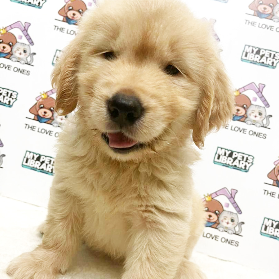 XXL MKA Golden Retriever Puppy (Female) For Sale