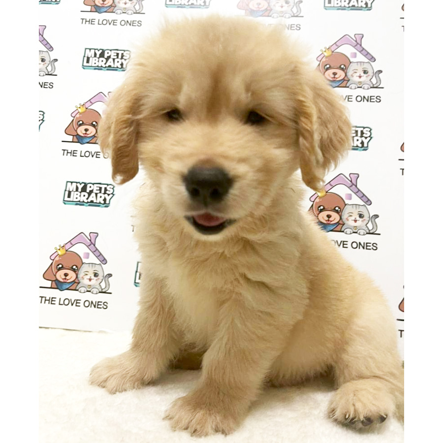 XXL MKA Golden Retriever Puppy (Male) For Sale