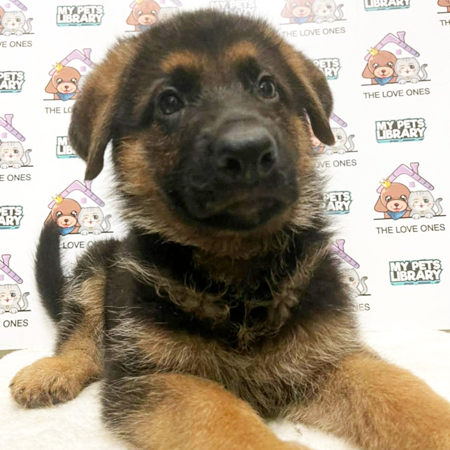 XXL MKA German Shepherd Puppy (Male) For Sale