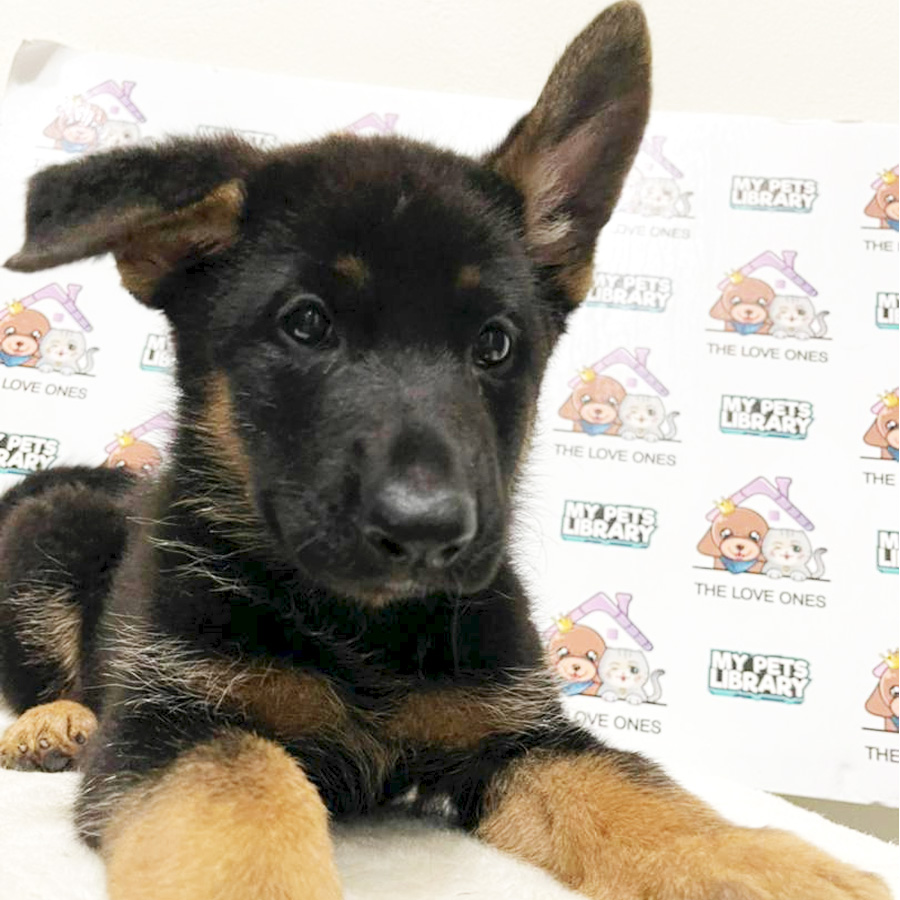 XXL MKA German Shepherd Puppy (Male) For Sale