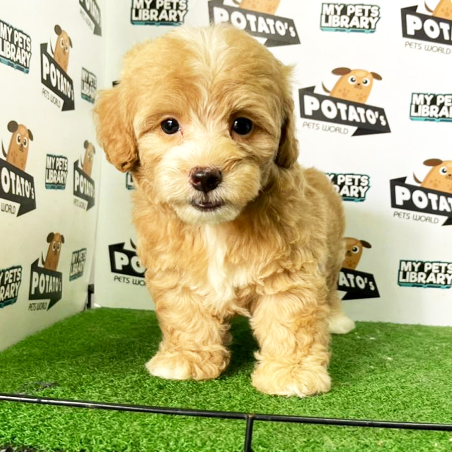 Toy Poodle Puppy (Female) For Sale