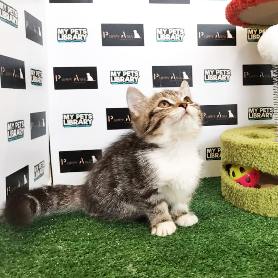 Munchkin Kitten (Female) For Sale