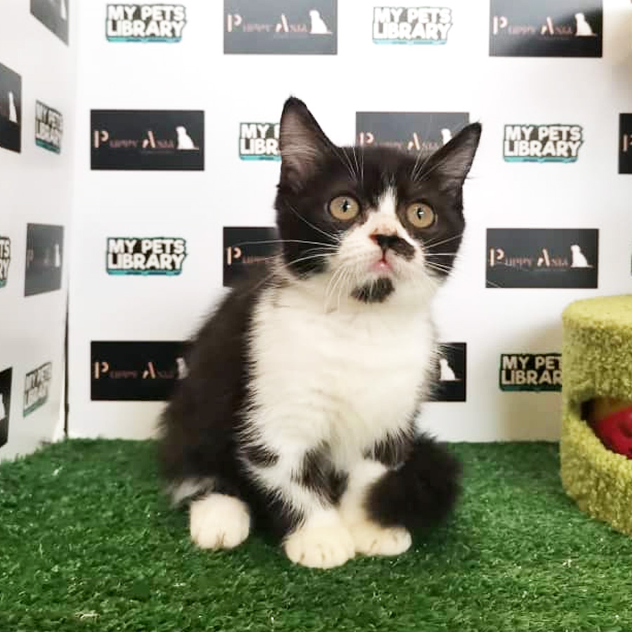 Munchkin Kitten (Female) For Sale